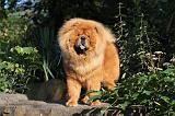 CHOW CHOW 338